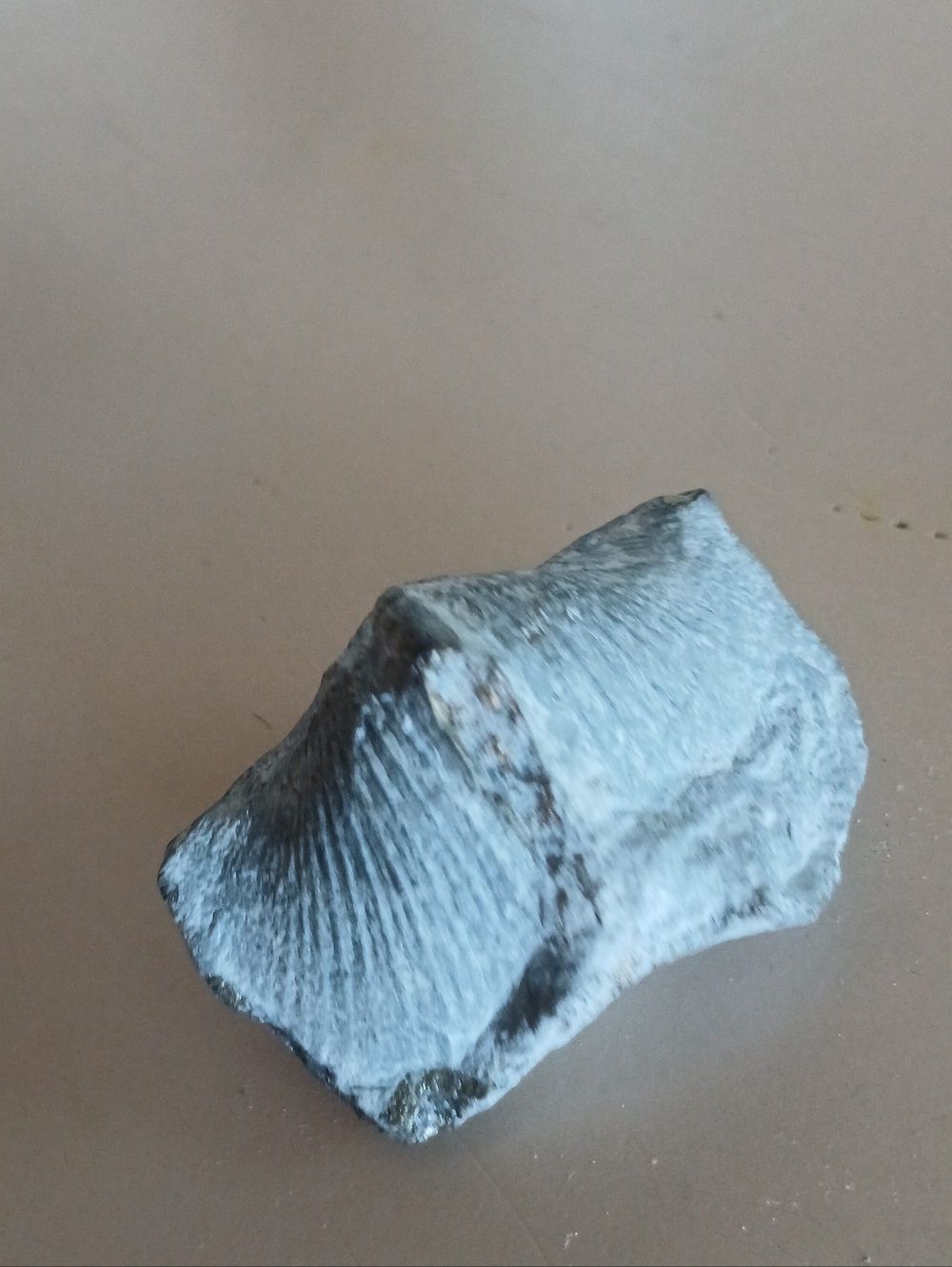 Fossil Collection - Picture 9 of 16